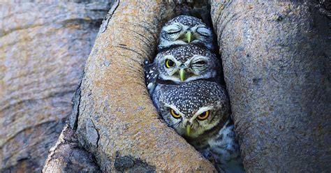 Adorable Owl Photos Captured By Thai Photographer Sasi Bored Panda