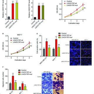 Linc Overexpression Promotes Breast Cancer Cell Proliferation