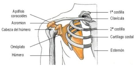 Articulación Del Hombro Y Sus Músculos Biomecánicos