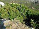 File:Maquis and garrigue in Corsica5.jpg