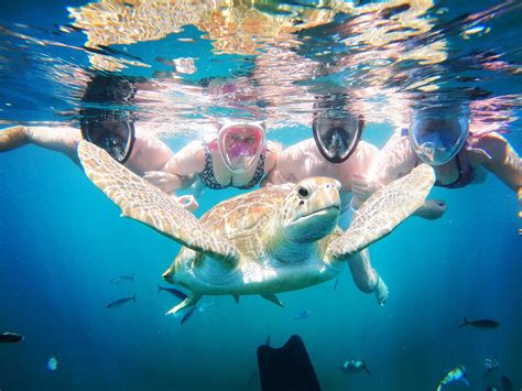 barbados snorkeling tours by hayden browne holetown omdömen tripadvisor