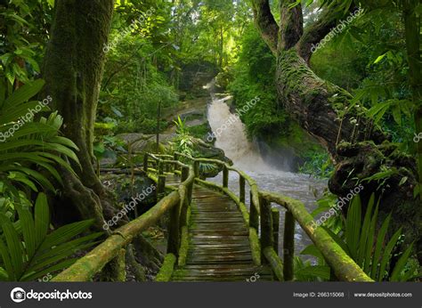 Tropical Rain Forest Asia Stock Photo By ©teotarras 266315068