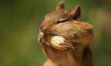 Greedy Chipmunk Caught In Middle Of Feast Nature News Uk