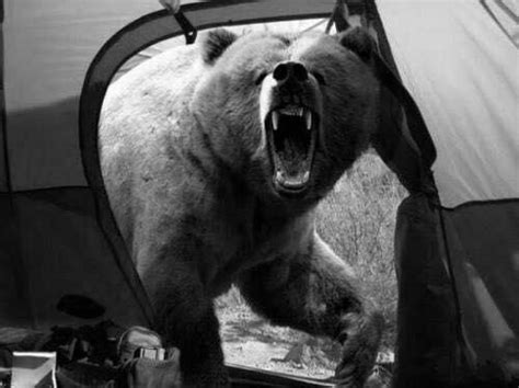 Chilling Photos From History Explained Bear Pictures Wildlife
