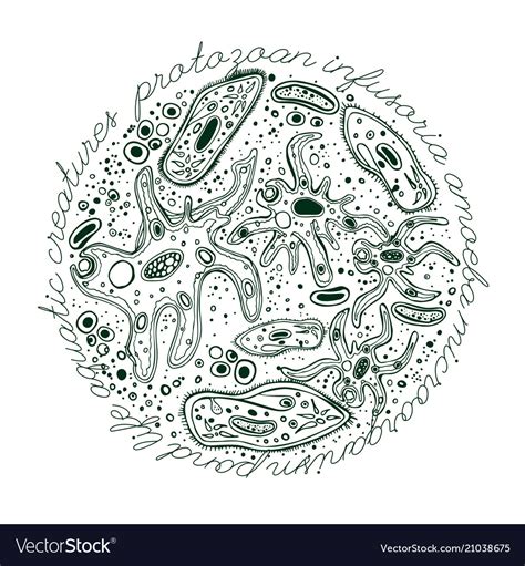 Microorganism Hand Drawn Image Royalty Free Vector Image