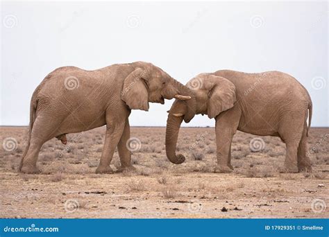 Elephants In Love Stock Image Image 17929351