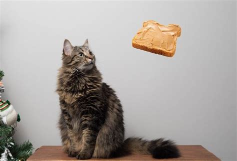 The Buttered Cat Paradox What The Cat Blog
