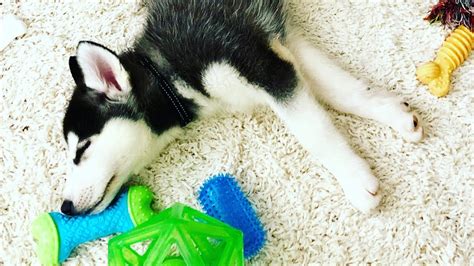 Watch Our Husky Puppys Hilarious Reaction To His Penguin Toy Youtube