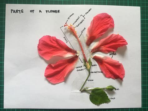 Hibiscus Flower Diagram