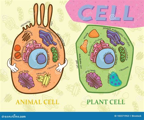 Education Chart Of Biology For Animal Cell And Plant Cell Diagram Stock