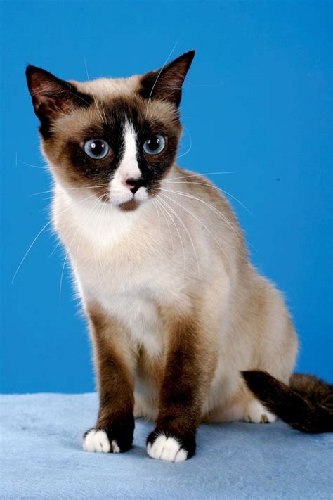 44 Best Snowshoe Cat Images On Pinterest Kittens Kitty Cats And Baby
