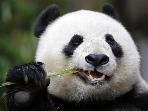 Est100 一些攝影some Photos Giant Panda 大熊貓