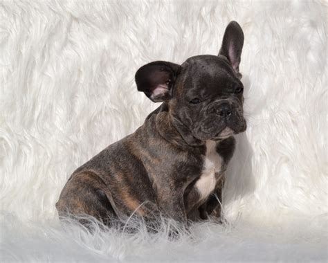 Why do french bulldogs have so few puppies? Blue French Bulldog Puppies for Sale - Breeding Blue ...