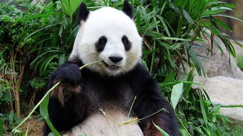 Giant Pandas No Longer Endangered But Still Vulnerable China Says