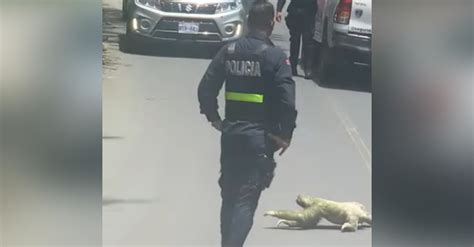 How Did The Sloth Cross The Road With A Police Escort Of Course Inspiremore