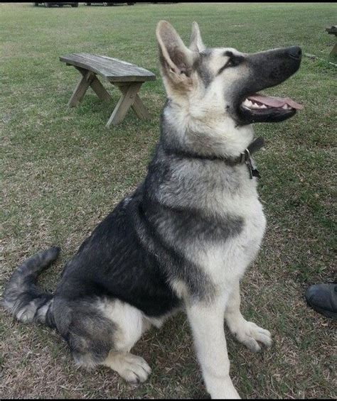 A national breed club (parent club) is a national organization that is dedicated to the preservation, protection and advancement of a dog breed. 22 best Silver sable German shepherd images on Pinterest ...