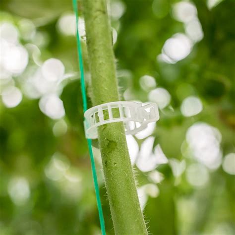 Tomato Clips For Secure Trellising Of Plant Crops Paskal Group