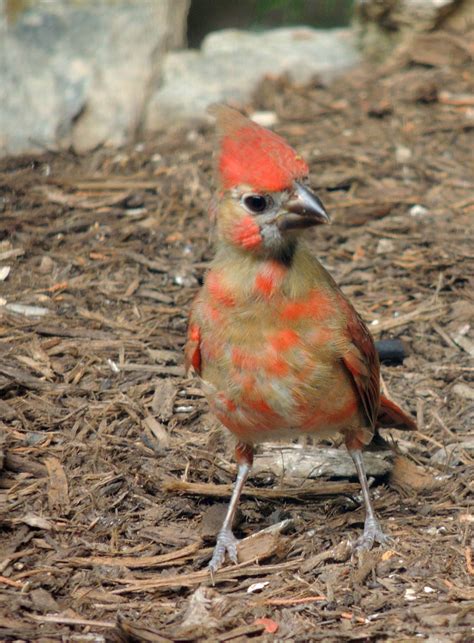 Baby Cardinal Baby Cardinals Nature Photography Animals