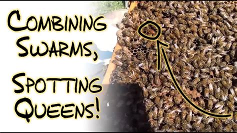 Catching And Combining Bee Swarms For Stronger Hives New Wax And Honey