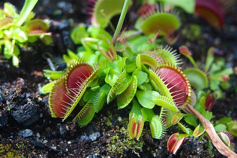Top 5 Carnivorous Plants Of North America Discover Magazine