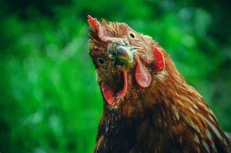 Understanding Alektorophobia The Phobia Of Chickens