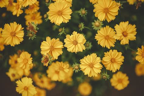 74 Aesthetic Background Yellow Flowers Picture Myweb