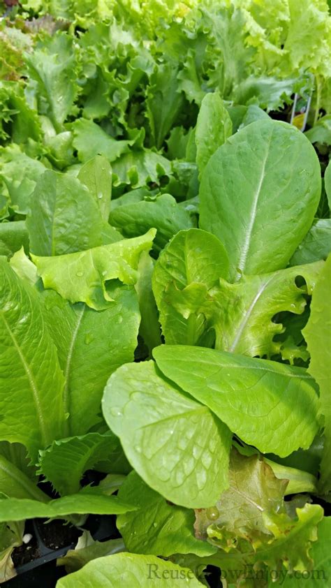 7 Of The Best Leafy Greens To Grow In Containers Reuse Grow Enjoy