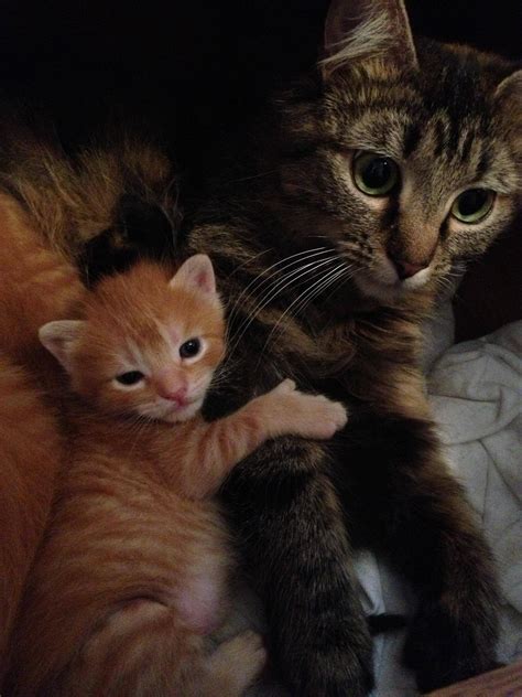 Kitten Holding On Tight To His Mother Cats