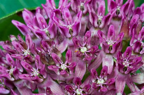 Photos of Asclepais purpurascens, Purple Milkweed - Steven Foster ...