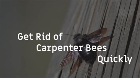 Read on to learn how to get rid of them. Quick Guide How to Get Rid of Carpenter Bees - 0 Pest