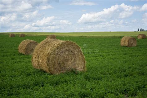 Hay Bales In Green Hay Field Farm Land Stock Photo Image Of Package