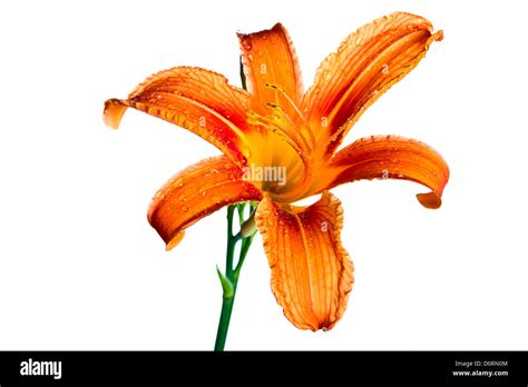 Orange Tiger Lily Stock Photo Alamy