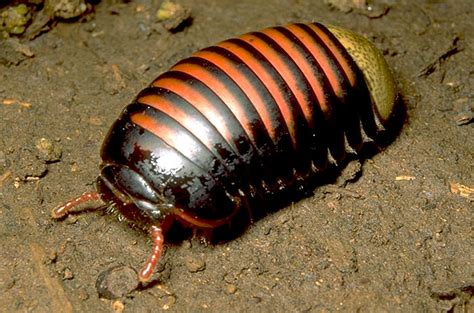 Pill bugs are also known in other parts of the world as woodlice, and more than insects, they are also considered isopods. 정비 중 :: 메가볼