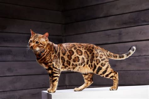 Bengal Cats Info Guide On Health Breeds Size And Buying Guide