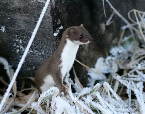 The Slower You Go The Bigger Your World Gets Animals Stoat Mustela
