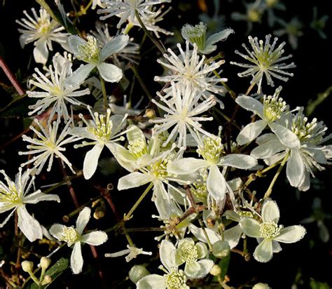 Check spelling or type a new query. Clematis virginiana - Jersey-Friendly Yards