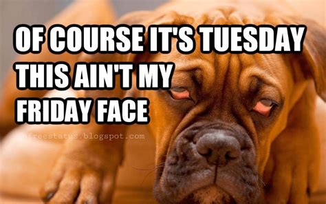 Tuesday quotes funny one week is a week, and you will be there every week. Happy & Funny Tuesday Quotes With Images, Pictures ...