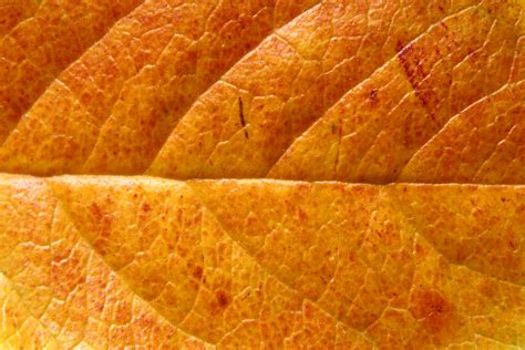 Autumn Leaves Texture