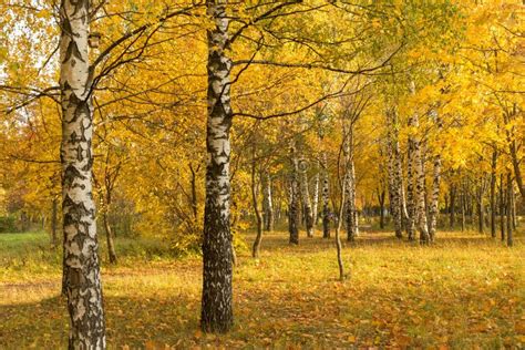 Gold Autumn Beautiful Trees In The Forest Park Landscape Stock Image