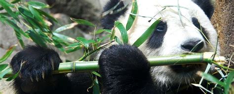 Mostly Vegan Pandas Have A Surprising Carnivorous Quirk To Their Diet