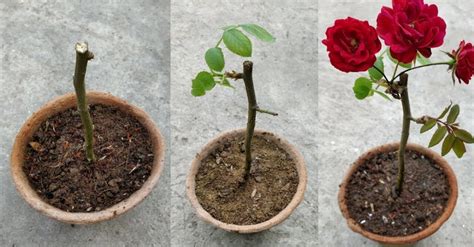 Como Plantar Rosas 7 Passos Para O Cultivo Com Sucesso Kulturaupice