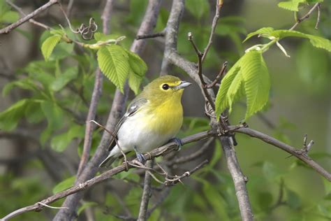 10 Types Of Yellow Breasted Birds To Look Out For Species Guide