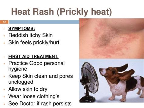 Dog Heat Rash The O Guide