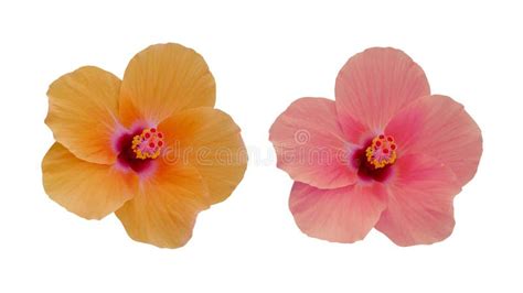 Yellow And Pink Hibiscus Flower