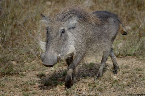 Common Warthog South Africa A Photo On Flickriver