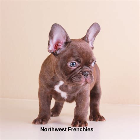 Four litters and parents on site. French Bulldog Merle For Sale Near Me