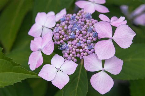 How To Grow And Care For Lacecap Hydrangea