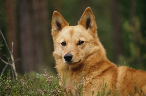 Finnish Spitz History Temperament Care Training Feeding And Pictures