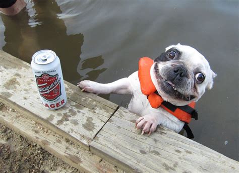 Psbattle Dog In The Water Next To A Can Of Lager Rphotoshopbattles