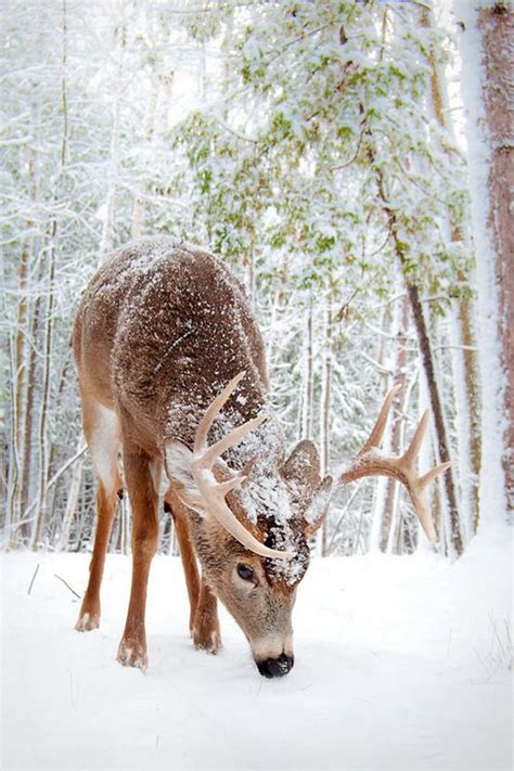 Snow Deer Animals Beautiful Amazing Nature Photos Winter Scenes